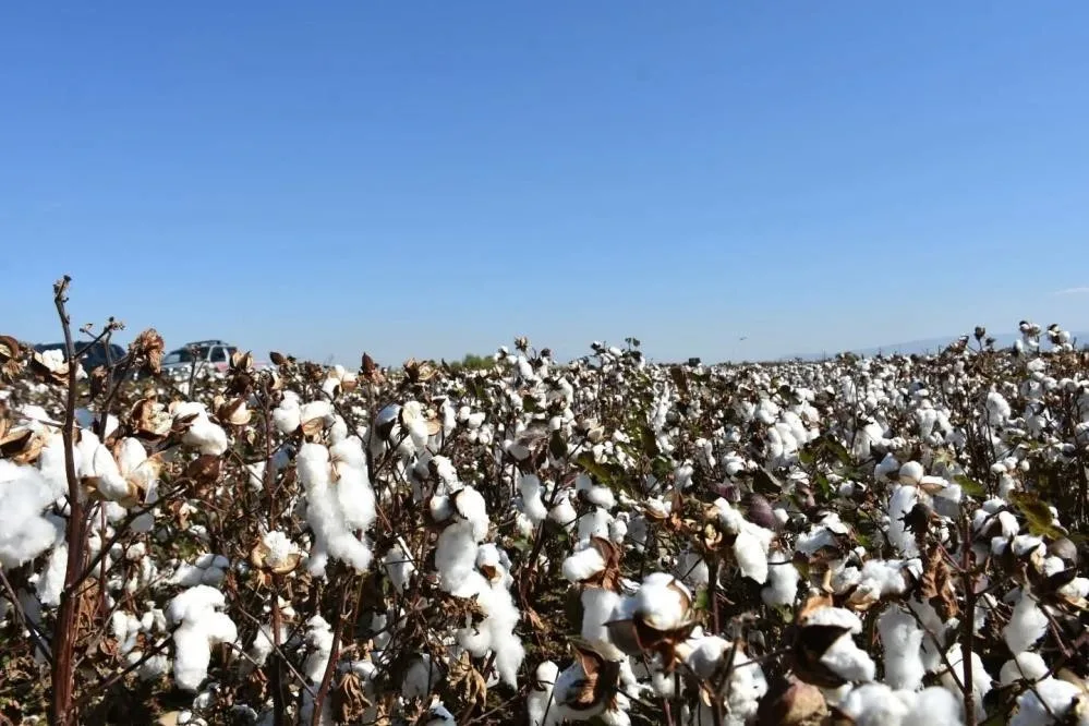 Aydın’da İl Tarım ve Orman Müdürlüğü tarafından pamuk üreticilerine pamuk
