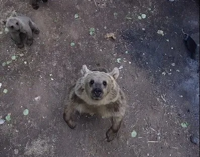 Bitlis’in Ahlat, Güroymak ve Tatvan ilçe sınırlarında bulunan Nemrut Kalderası’nda