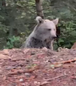 Bolu’da bir vatandaş, ormanlık alanda karşılaştığı ayıya seslendiği anları cep