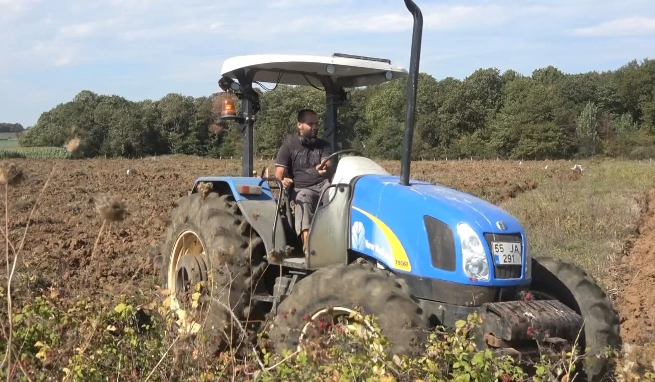 Samsun’un Bafra Ovası’nda yazlık sebze sezonunun tamamlanmasının ardından, yaklaşık 100