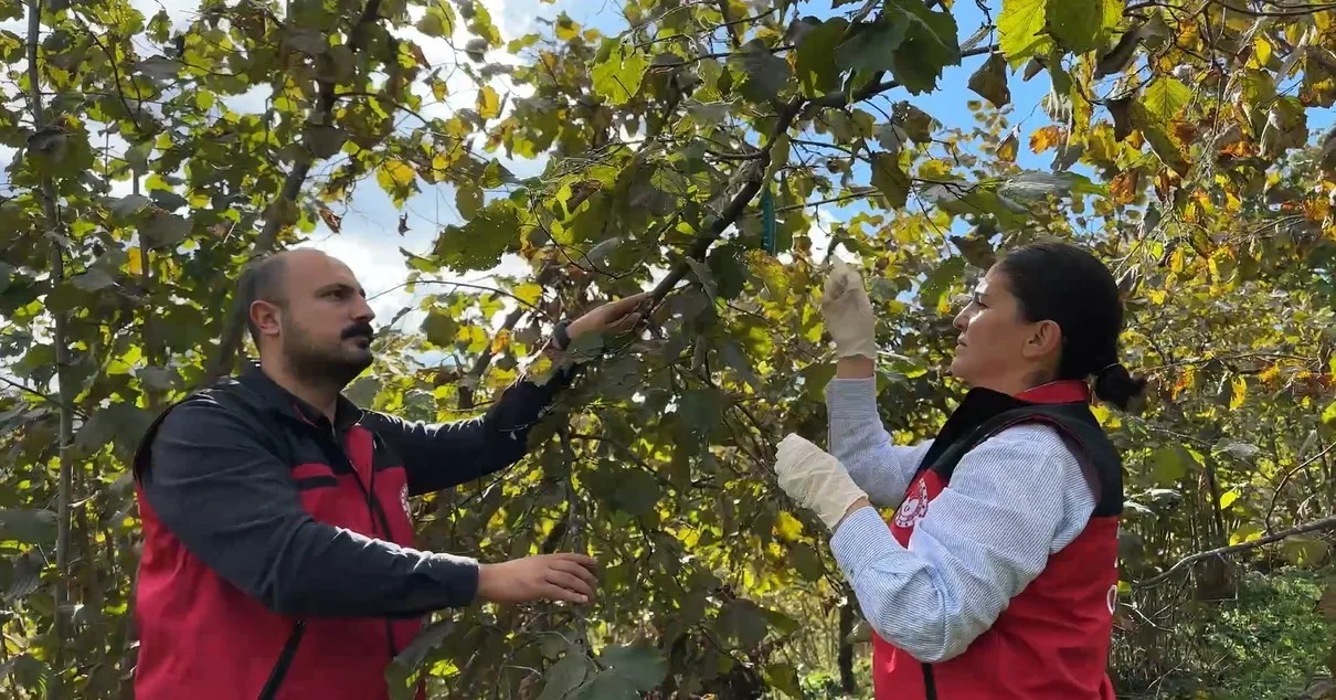 Tarım ve Orman Bakanı İbrahim Yumaklı, “Kokarcayı etkisiz hale getirmek