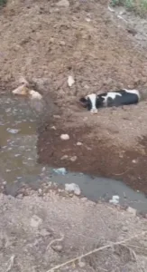 Hatay’da dere yatağında balçığa saplanan 3 inek, itfaiye ekipleri tarafından