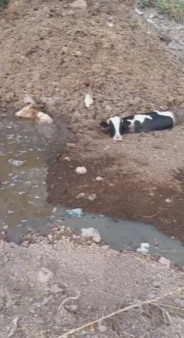 Hatay’da dere yatağında balçığa saplanan 3 inek, itfaiye ekipleri tarafından