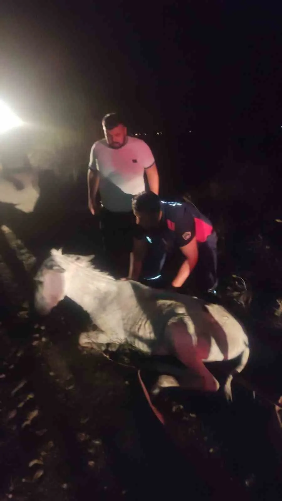 Hatay’da dere yatağında balçığa saplanan eşek, vinç yardımıyla kurtarılarak sahibine