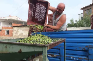 Türkiye’nin önemli zeytin üretim merkezlerinden Balıkesir’in Burhaniye ilçesinde, yağmurların ardından