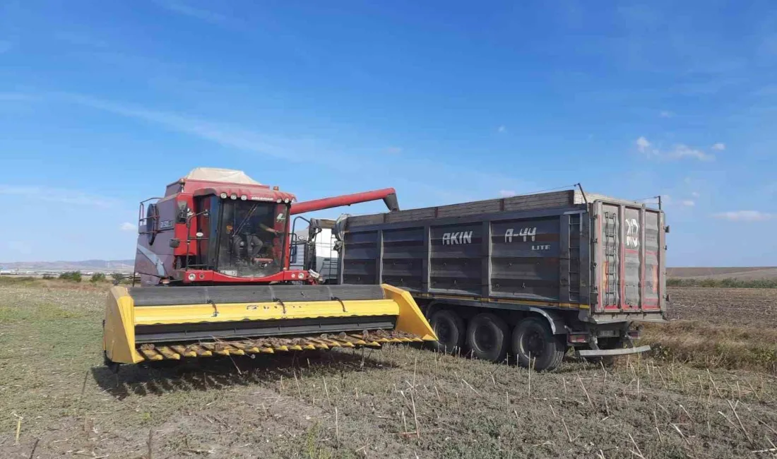Balıkesir’in Bandırma ilçesinde 5 bin dekar alanda yapılan ayçiçeği hasadı