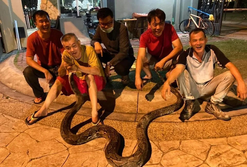 Tayland’ın başkenti Bangkok’ta yağmur sezonu ile birlikte şehirde görülen yılanların