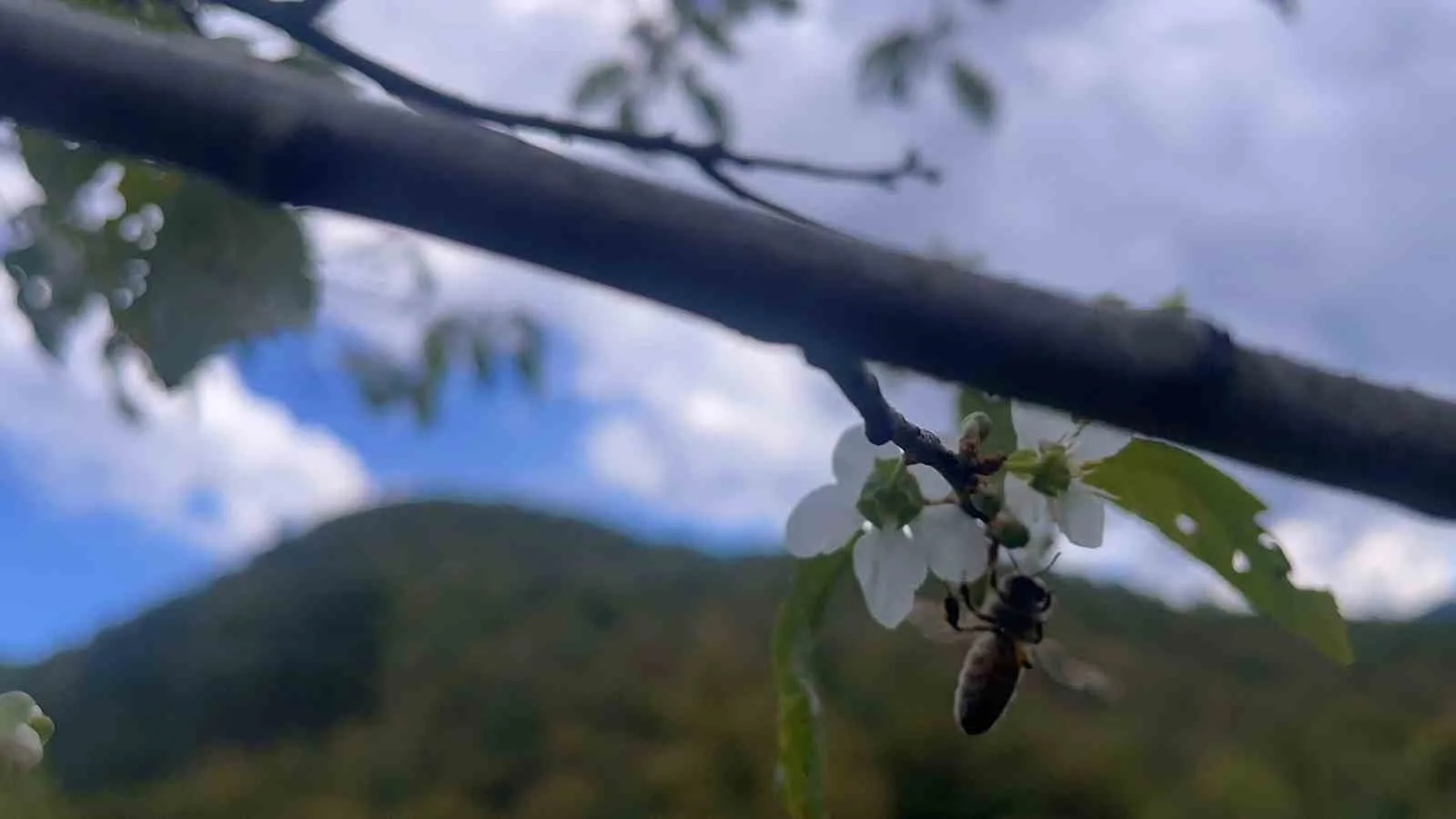 Bartın’da ilkbaharda çiçek açan meyve ağaçları ekim ayında ikinci kez