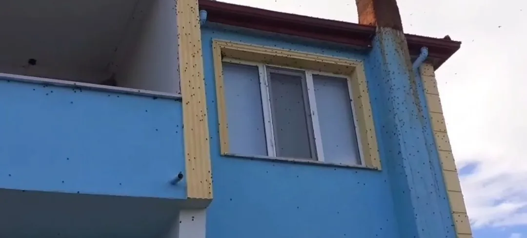 Bartın’da sürüler halinde ortaya çıkan kahverengi kokarca vatandaşı bıktırdı. Bartın