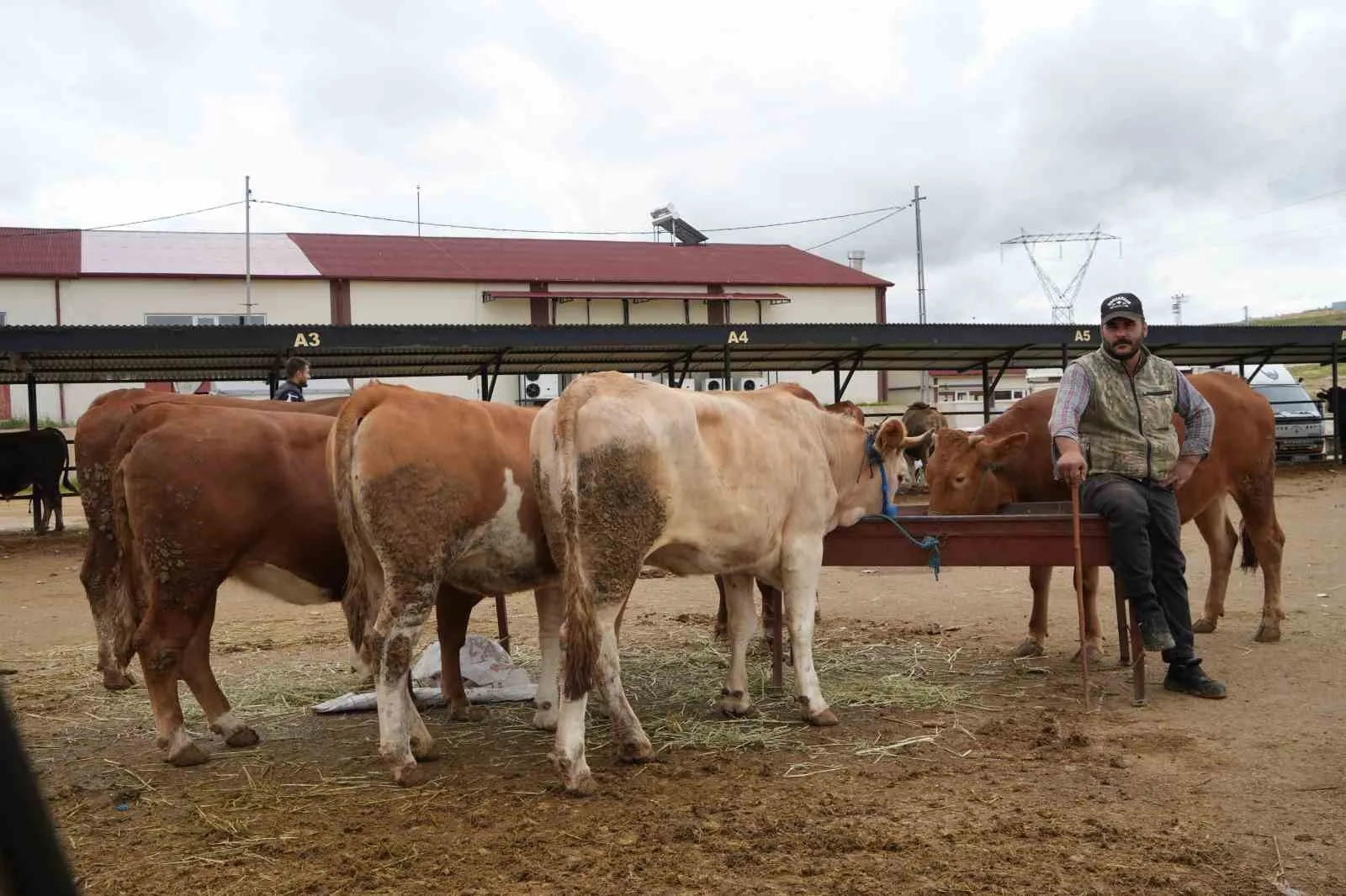 Ülke genelinde görülen şap hastalığı nedeniyle 1 Temmuz 2025 tarihinde