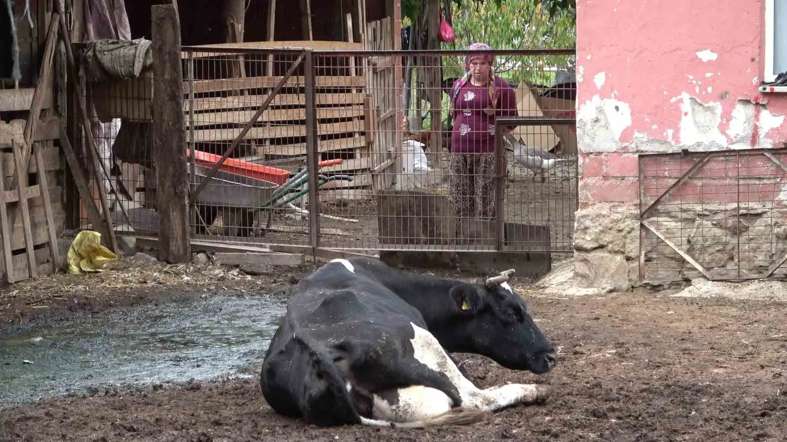 Bursa’nın Yenişehir ilçesinde etkisini artıran şap hastalığı, hayvancılıkla uğraşan üreticileri