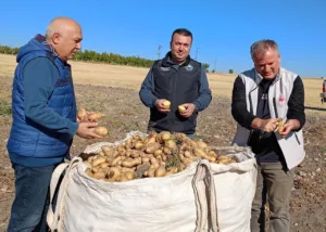 Konya’nın Beyşehir ilçesinde son yıllarda giderek artan üretimle birlikte patates
