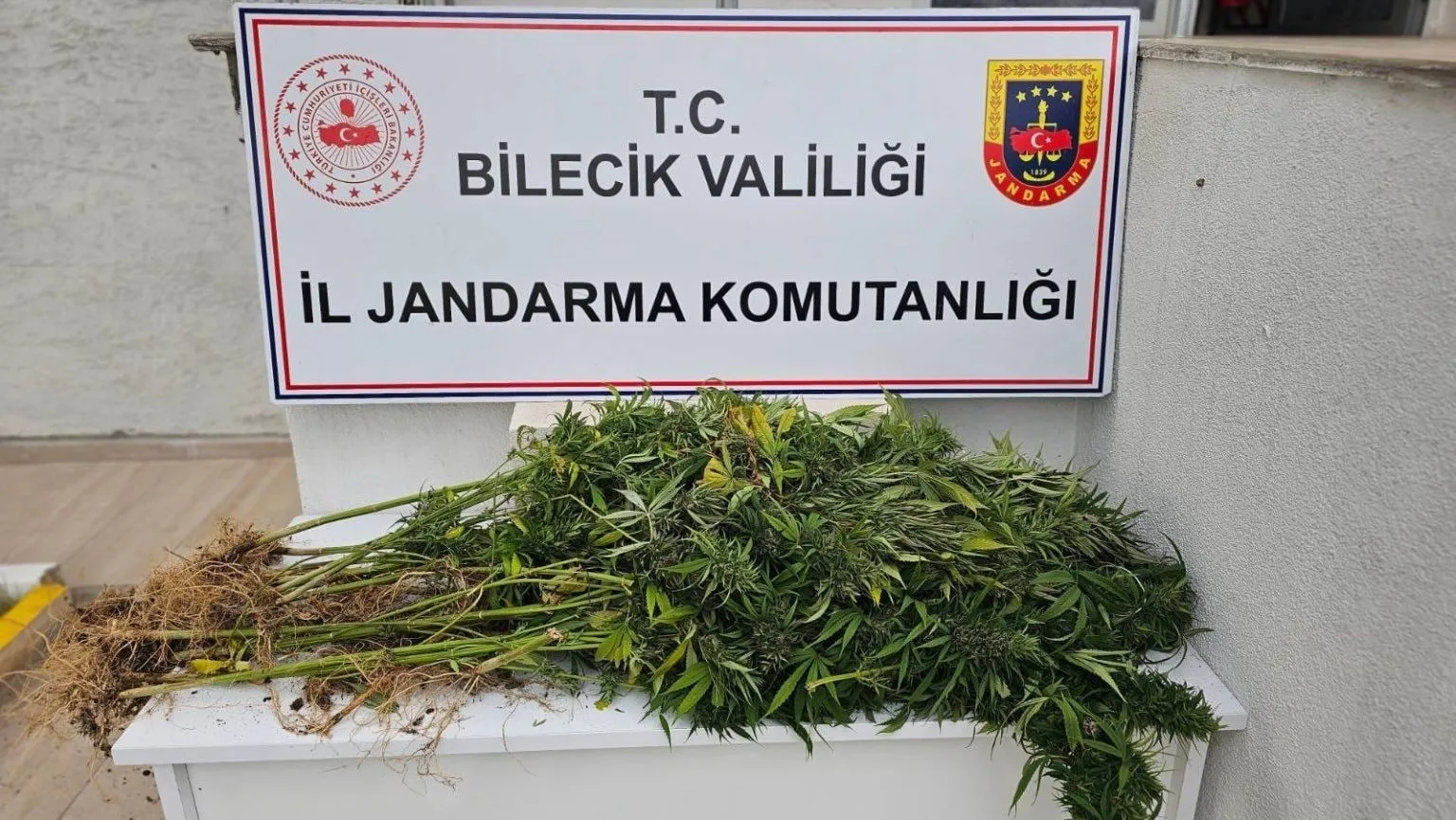 Bilecik’in Bozüyük ilçesinde jandarma ekipleri, ormanlık alanda yasa dışı ekilen