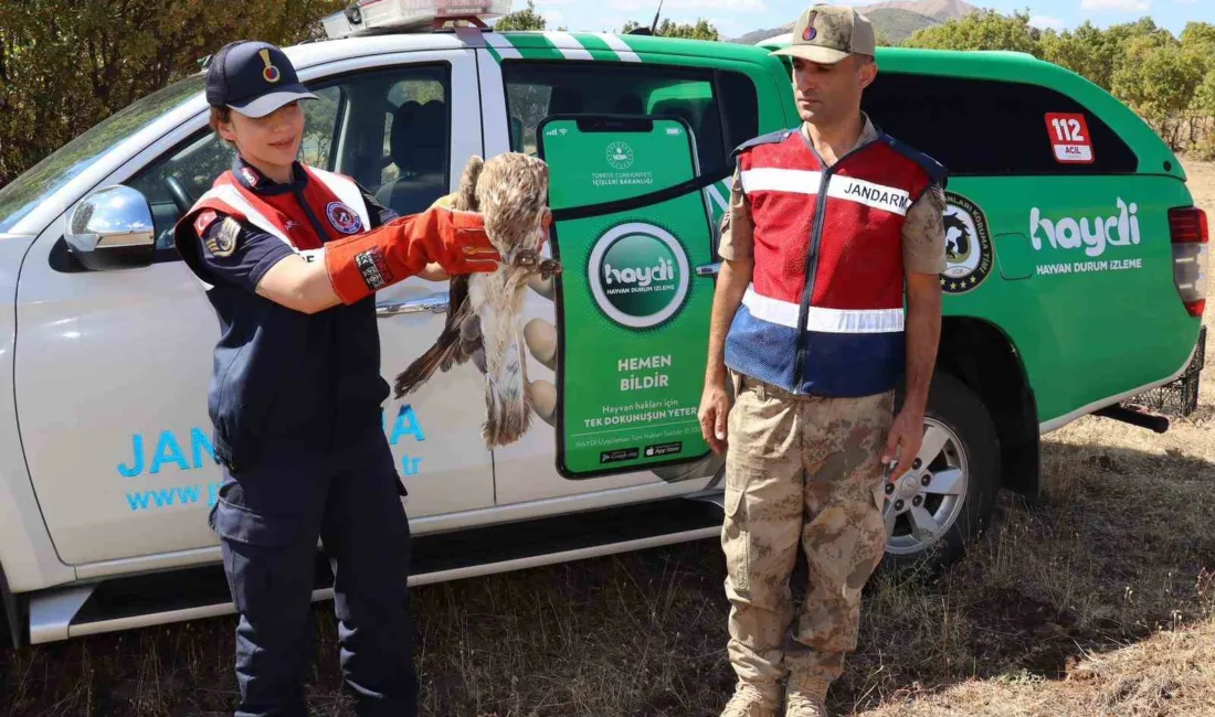 Bingöl’de jandarma tarafından bulunan yaralı kartal, tedavi altına alındı. Edinilen