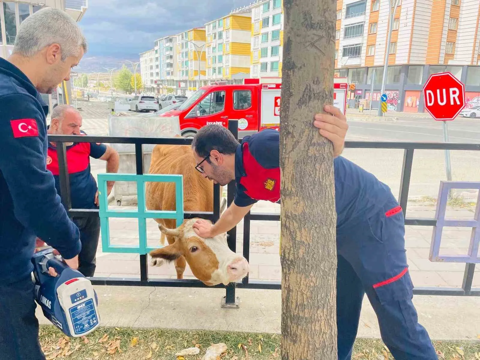 Bingöl’ün Genç ilçesinde başı parkın demir korkuluklarına sıkışan inek, itfaiye