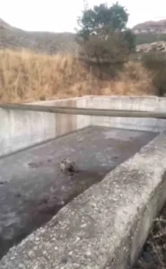 Bingöl’de sulama havuzuna düşen yavru ayı, ekipler tarafından kurtarılarak doğaya