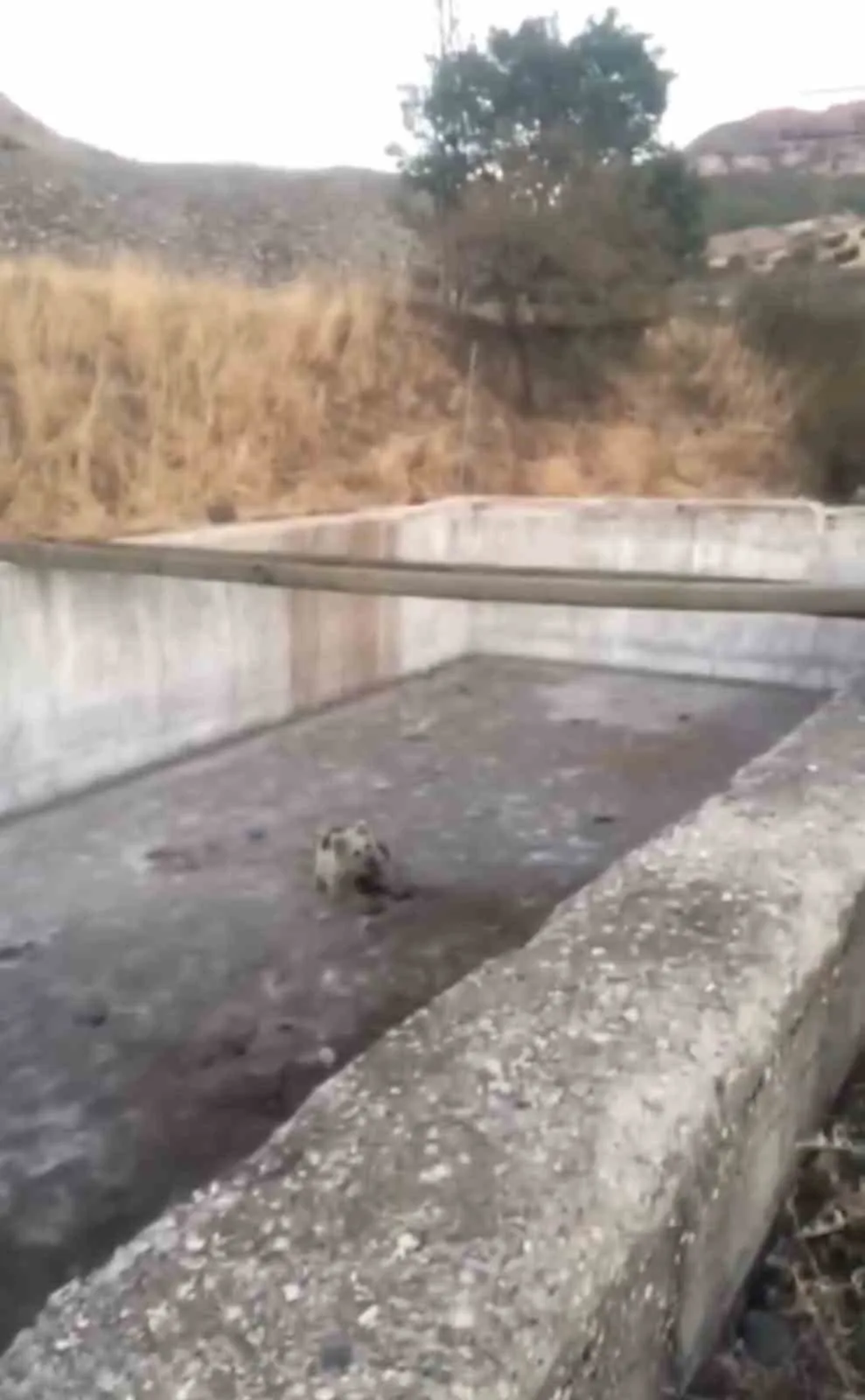 Bingöl’de sulama havuzuna düşen yavru ayı, ekipler tarafından kurtarılarak doğaya