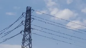 Sonbaharla birlikte sıcak bölgelere göç etmeye başlayan göçmen kuş türlerinden