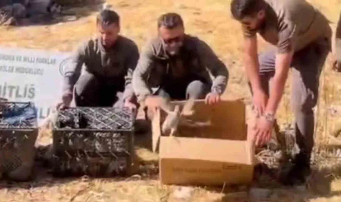 Bitlis’te bir çadır içerisinde ele geçirilen kınalı keklikler doğaya salınırken