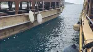 Muğla’nın Bodrum ilçesinde iskeleye gelen Akdeniz foku kameralara yansıdı. Bodrum’da