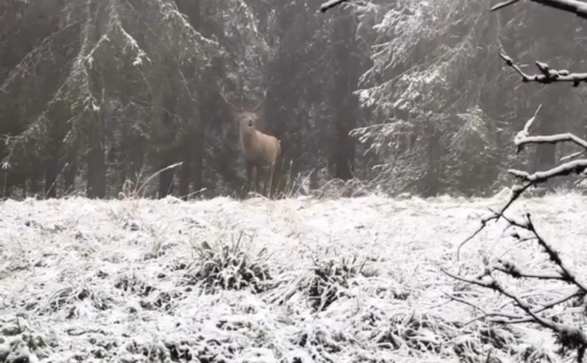 Bolu’nun karla kaplı ormanlarında karların arasından yavaş adımlarla ilerlerleyen kızılgeyik