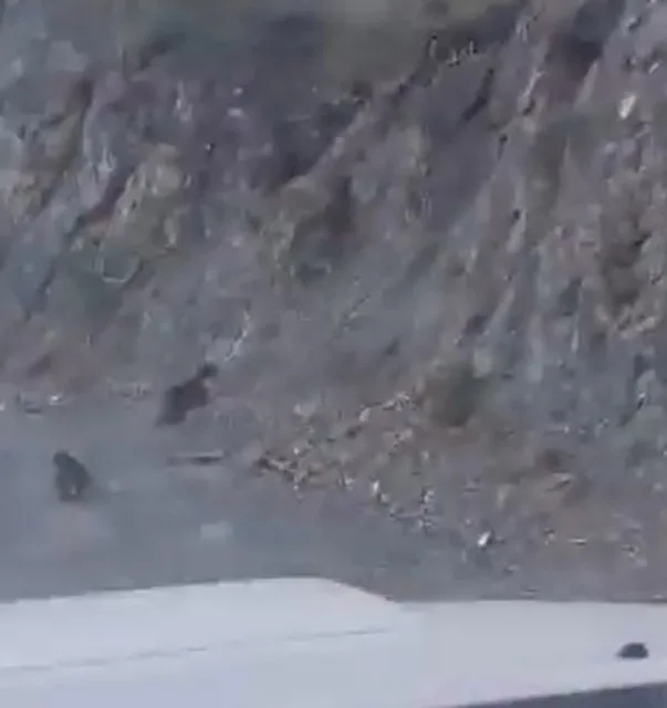 Bolu’da orman yolunda karşılarına çıkan aracı gören anne ayı ve