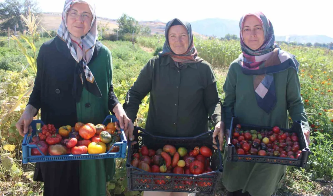 Kayseri’nin Kocasinan içesinde kurulan Yediveren Kadın Kooperatifi’nde ata tohumu kullanılarak