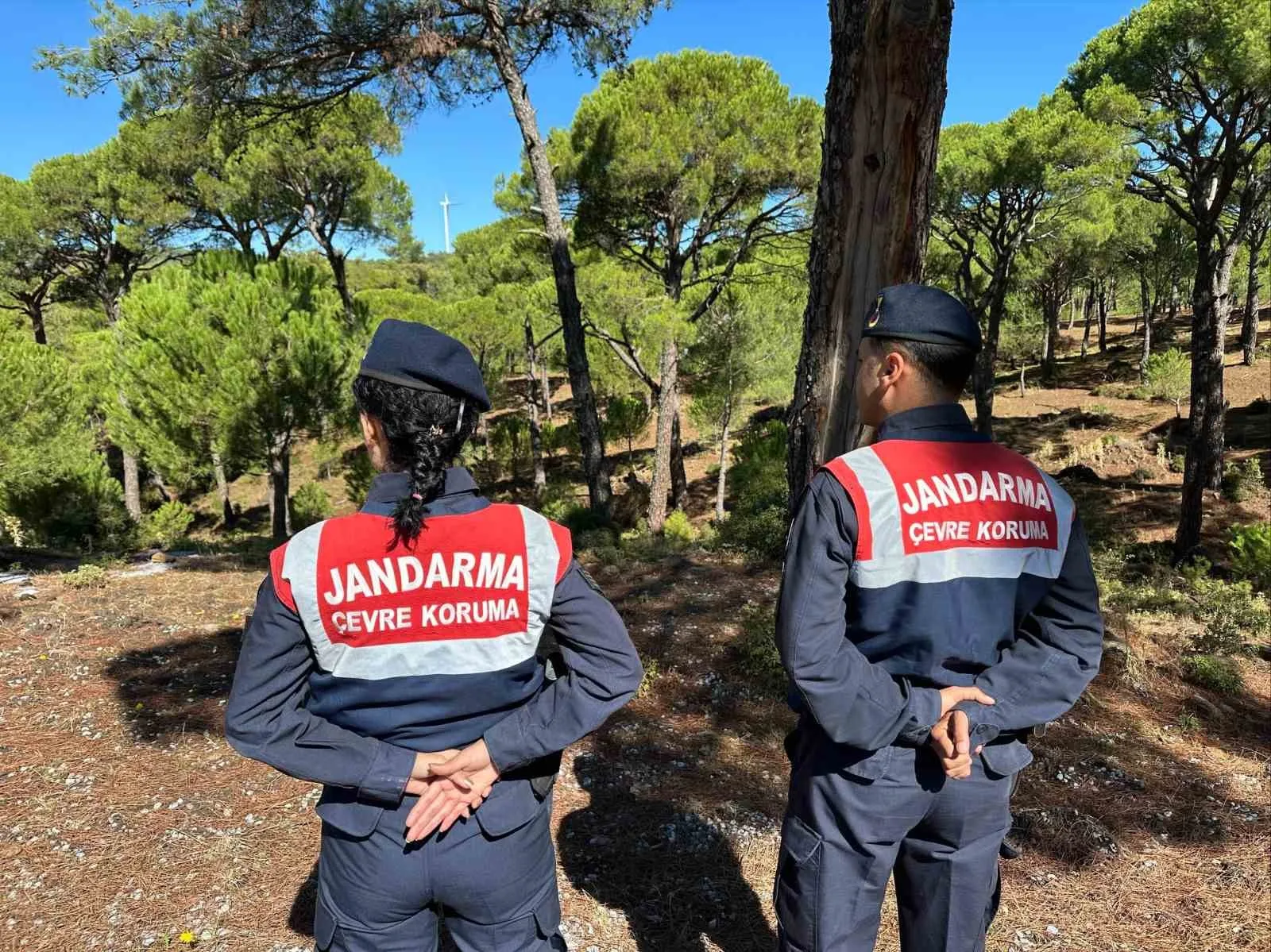 Jandarma ekipleri, Aydın’ın Koçarlı ilçesinde yetişen ve koparılması halinde 557