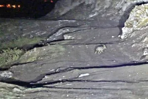 Bitlis’in Güroymak ilçesindeki Budaklı Kaplıcalarında gece saatlerinde kurtların kaplıca çevresinde