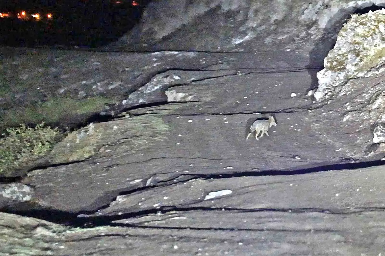 Bitlis’in Güroymak ilçesindeki Budaklı Kaplıcalarında gece saatlerinde kurtların kaplıca çevresinde