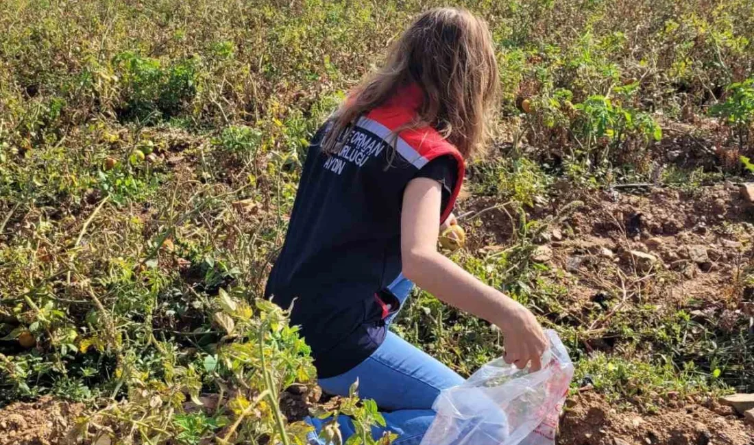 Aydın’ın Buharkent ilçesinde sahaya inen ilçe tarım ekipleri pestisit kontrolü