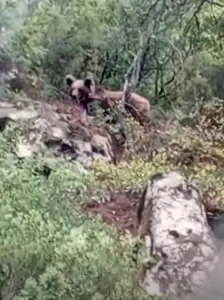 Bursa’nın Orhaneli ilçesinde mantar sezonu devam ederken, ormanda karşılaşılan bir