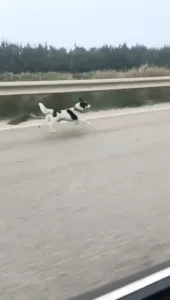 Bursa’da yağmur altında koşan bir köpek, çevredekilerin dikkatini çekti. İddialara