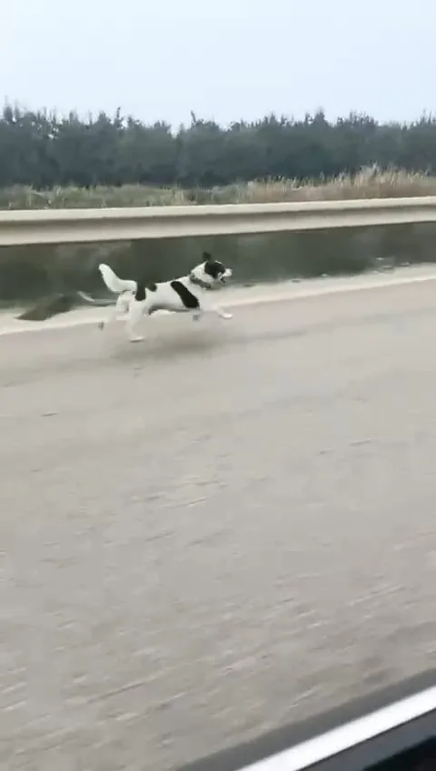 Bursa’da yağmur altında koşan bir köpek, çevredekilerin dikkatini çekti. İddialara