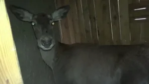 Bursa Uludağ Üniversitesi Geyik Üretim Sahası’nda yetiştirilen 3 dişi kızıl