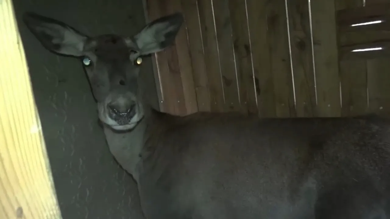 Bursa Uludağ Üniversitesi Geyik Üretim Sahası’nda yetiştirilen 3 dişi kızıl