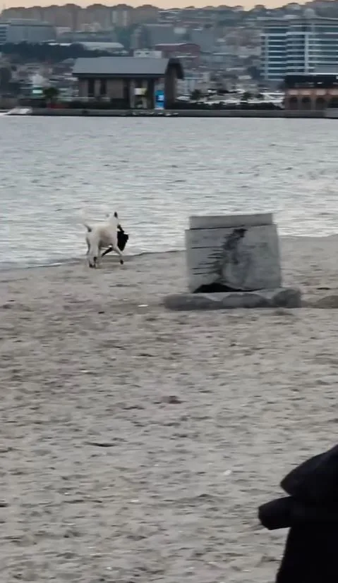 İstanbul’un Büyükçekmece ilçesinde bir sokak köpeği, plajda bir kadının çantasını