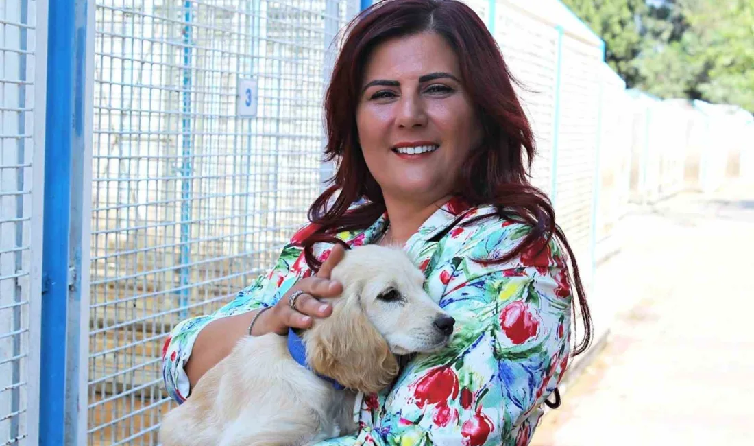 Sokak hayvanlarının güvenli ve sağlıklı bir ortamda yaşayacağı 244 bin