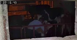 Adıyaman’da, bir buzağının kucaklanarak çalınma anları güvenlik kameralarına saniye saniye