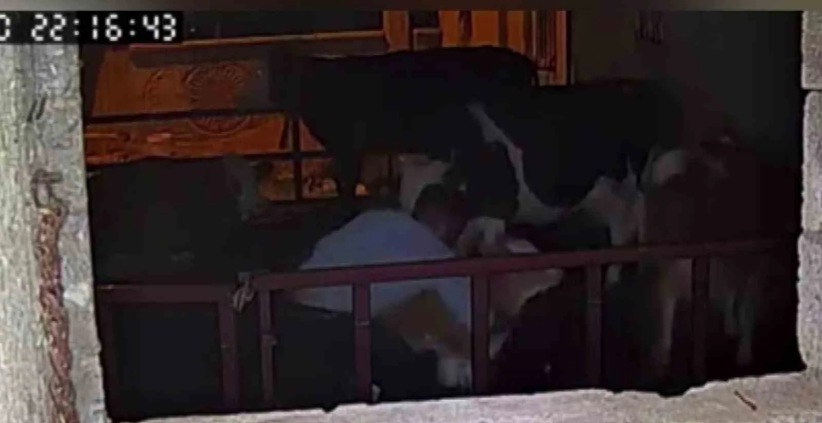 Adıyaman’da, bir buzağının kucaklanarak çalınma anları güvenlik kameralarına saniye saniye