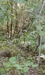 Rize’nin Çamlıhemşin ilçesinde doğaseverleri heyecanlandıran bir gelişme yaşandı. Çamlıhemşin Esnaf