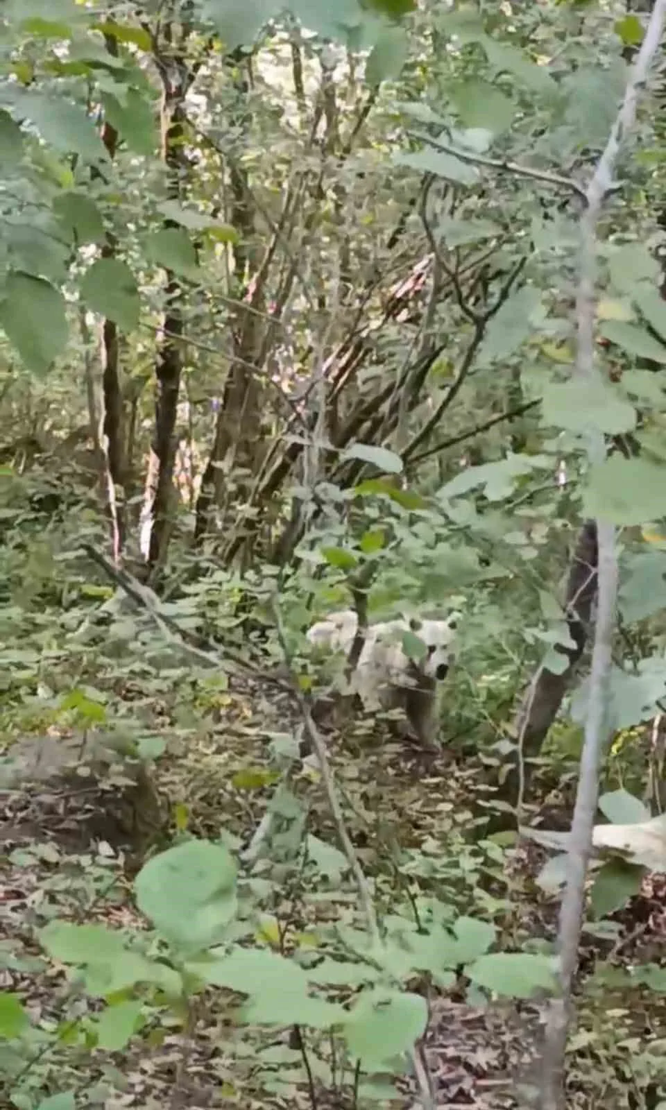 Rize’nin Çamlıhemşin ilçesinde doğaseverleri heyecanlandıran bir gelişme yaşandı. Çamlıhemşin Esnaf