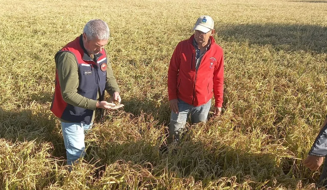 Çanakkale’de meydana gelen dolu yağışının ardından tarla ve bahçelerde hasar