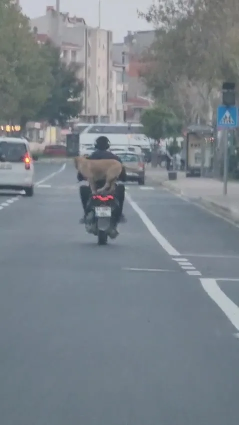 Çanakkale’nin Gelibolu ilçesinde motora artçı olarak binen köpek görenleri hem