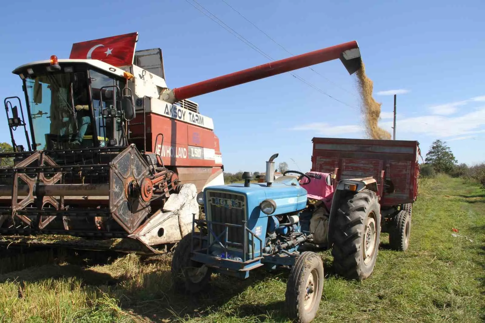 Samsun’un verimli tarım bölgelerinden Çarşamba Ovası’nda çeltik hasadı hız kesmeden