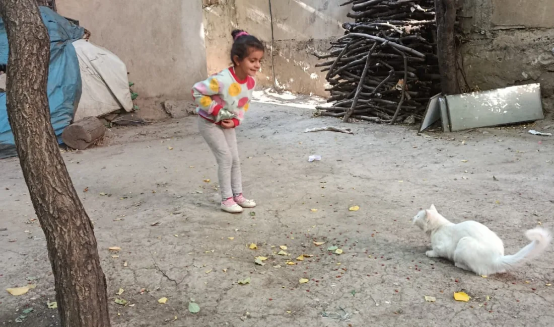Van’ın Çatak ilçesinde Hayvanları Koruma Günü kapsamında kinik öğrenciler, sokak