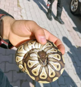 Konya’da polis ekipleri tarafından gerçekleştirilen asayiş kontrolü sırasında bir şahsın