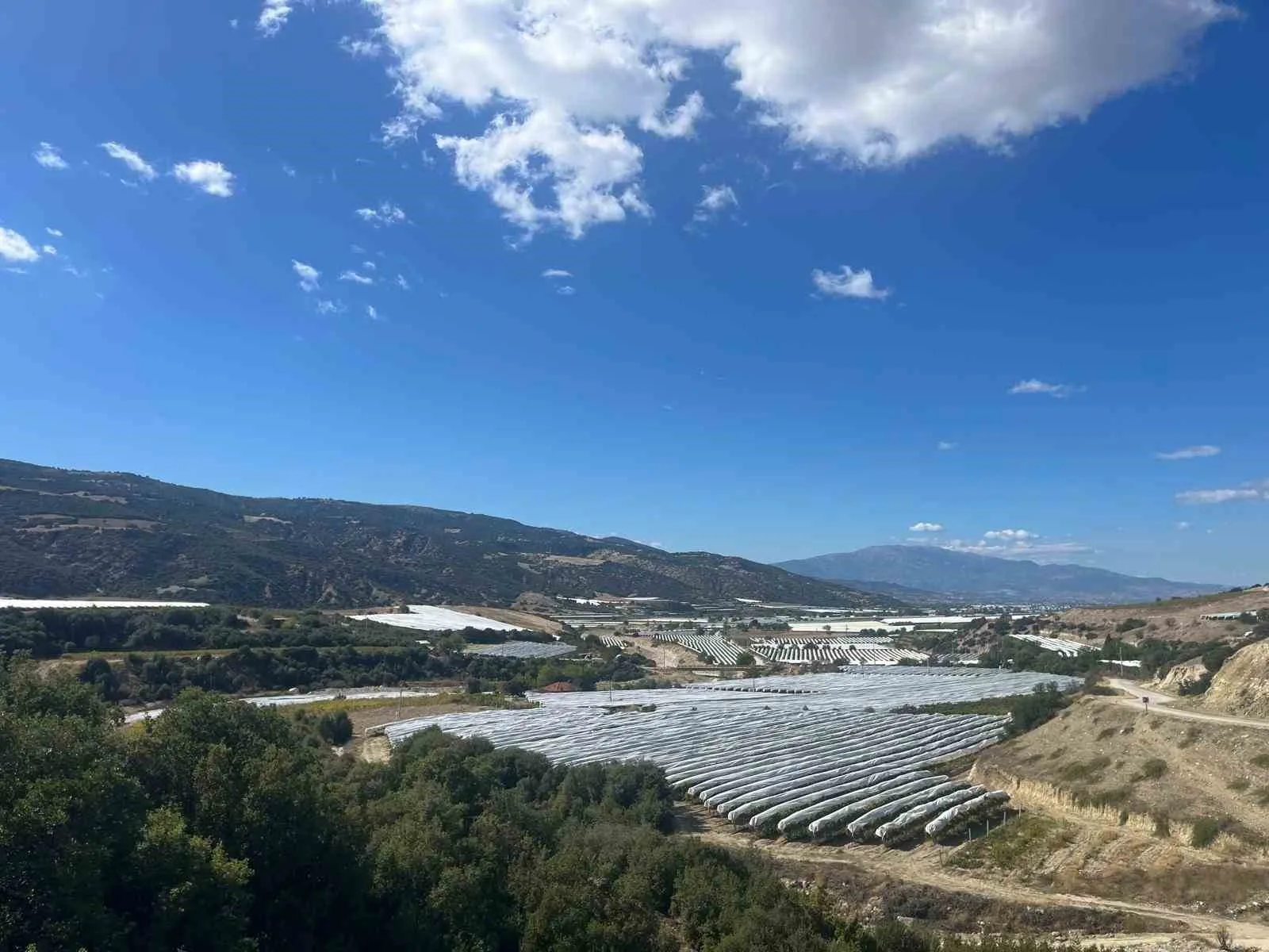 DENİZLİ (İHA) – Denizli’nin Buldan ilçesinde yetiştirilen meşhur çekirdeksiz Sultaniye