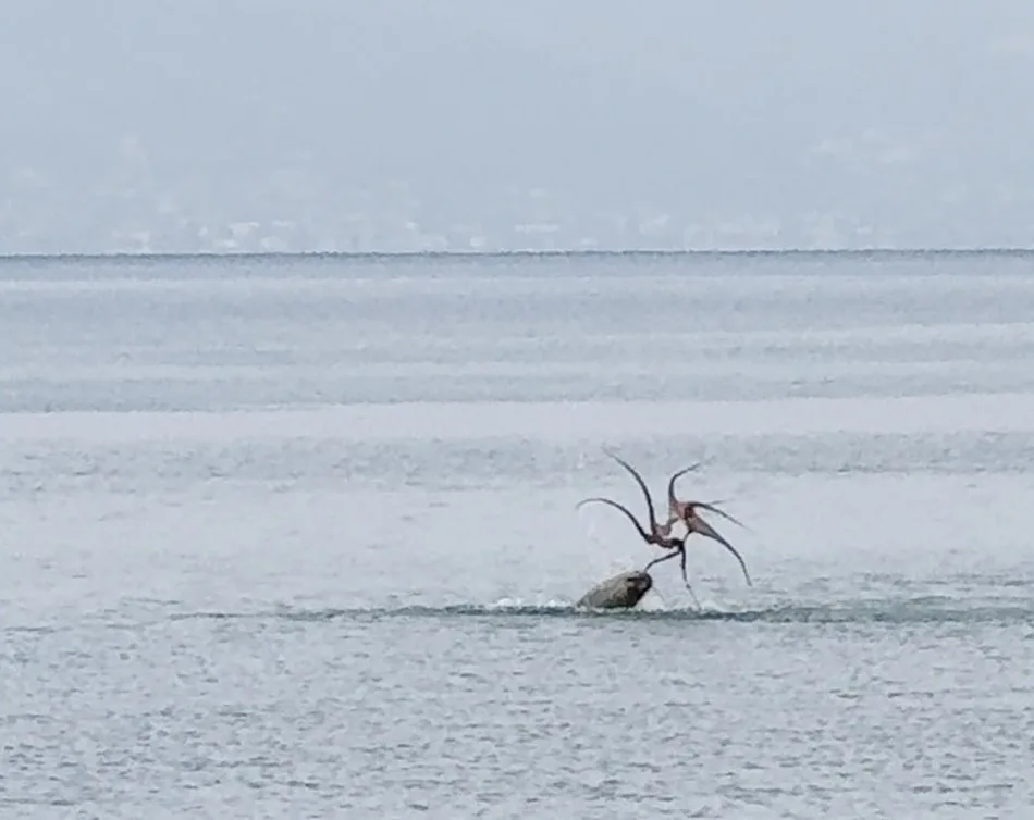 İzmir’in Çeşme ilçesinde sahile yakın bir noktada ahtapot avlayan Akdeniz