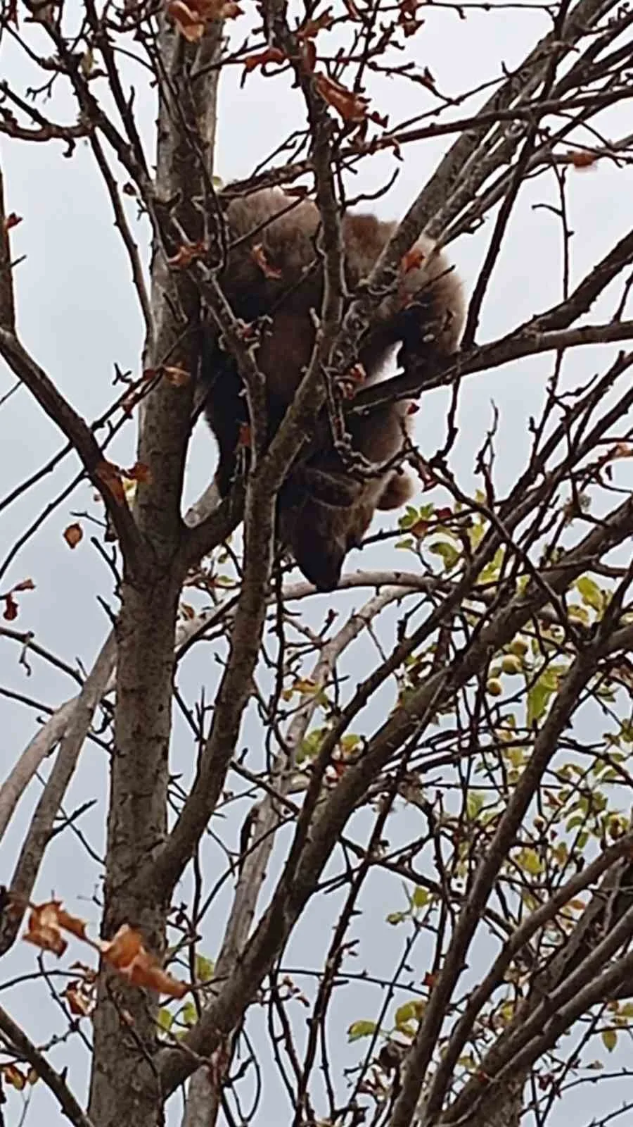 Karabük’te çıktığı elma ağacında mahsur kalan yavru ayı İl Özel